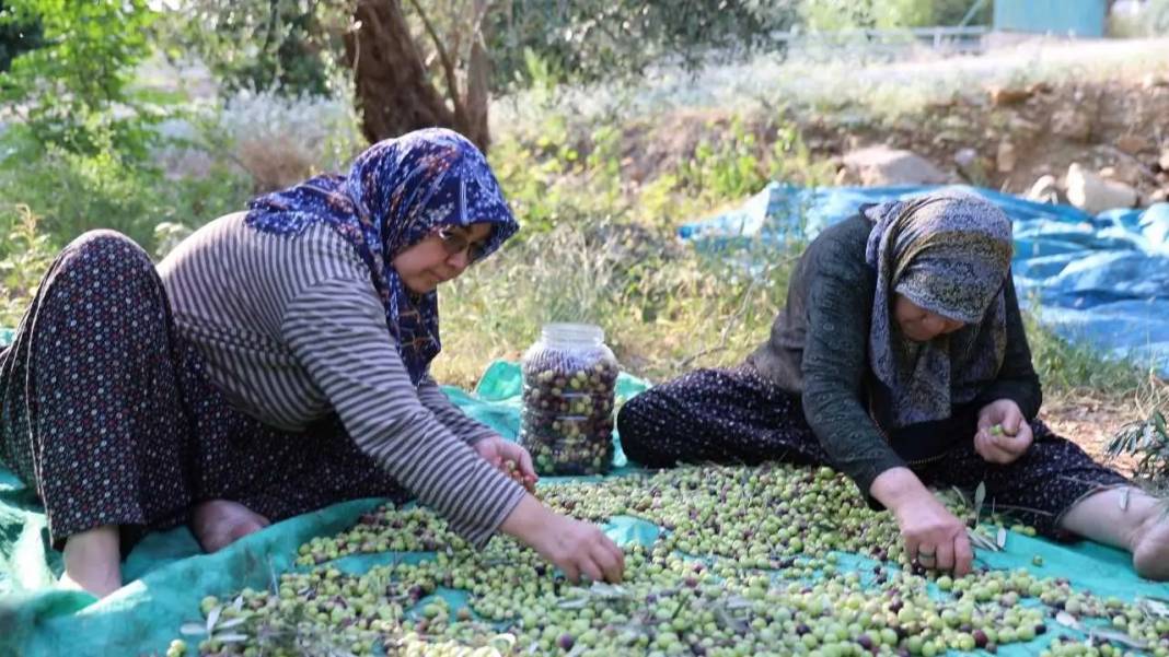 Adana’nın Asırlık Zeytin Ağaçlarında İmece Usulü Hasat Mesaisi! 1
